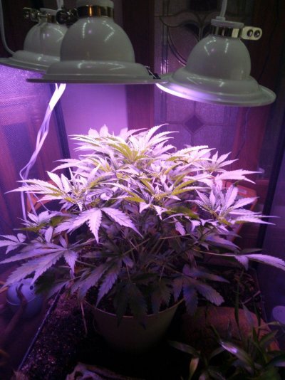 Tangerine dream autoflower from seed to finish!