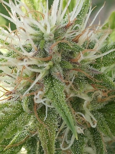 Tangerine dream autoflower from seed to finish!
