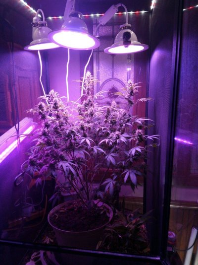 Tangerine dream autoflower from seed to finish!