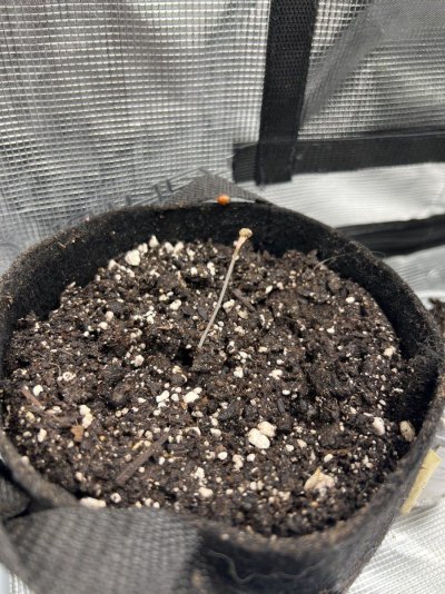 what-goin-on-with-this-one-new-grower.jpeg