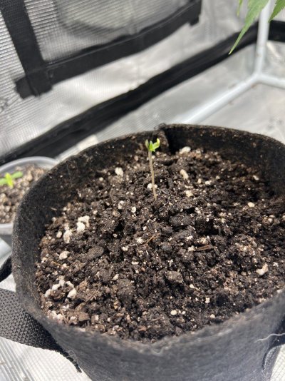 what-goin-on-with-this-one-new-grower-3.jpeg