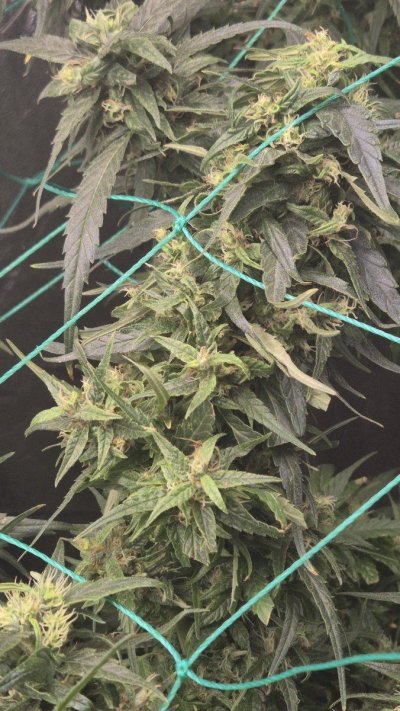 are these budding ok foxtailing