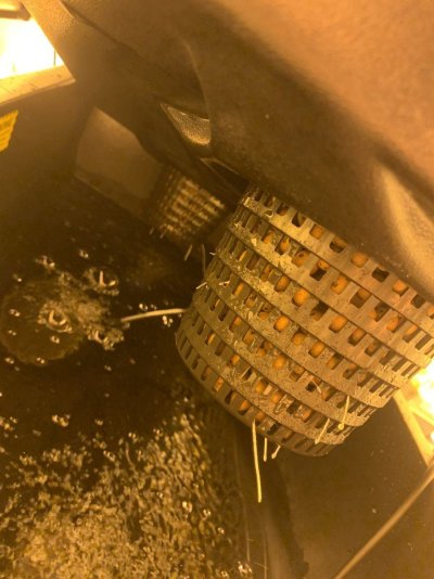 First dwc grow any help or advice