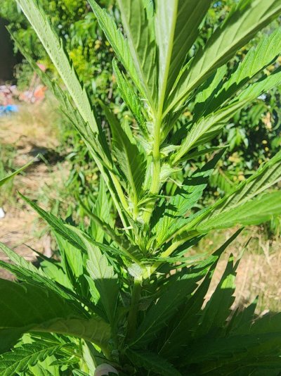 Help, beginner grower. One of my plants is different.
