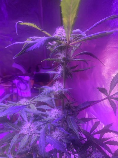 What autoflower strain is this ?