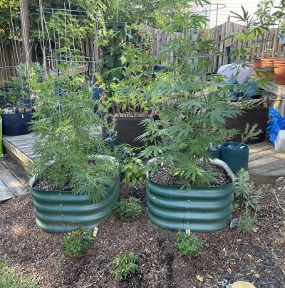Flying High w . Hawk - 2024 Grow Journal