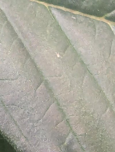 Got mites. Need help with identification/treatment please!