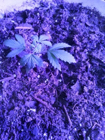 Sweet seeds devil cream auto