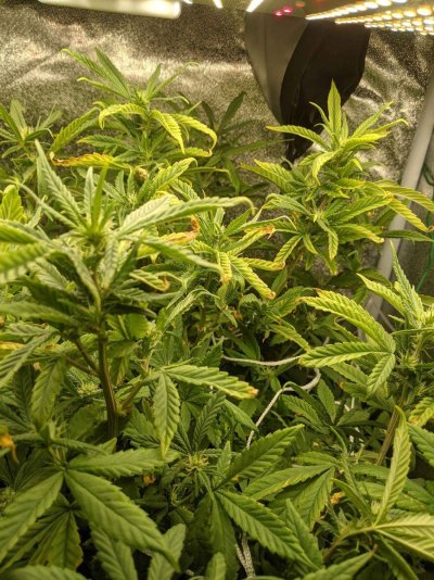 Farmers... Reaching week 3 of flower, is this light burn or nutrient deficiency?