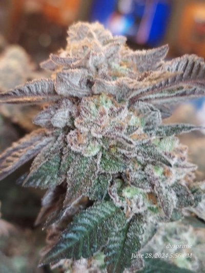 purple-octane-kaprikorn-clones-seed-junky-genetics-8.jpg