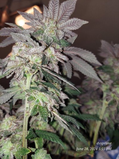 purple-octane-kaprikorn-clones-seed-junky-genetics-19.jpg