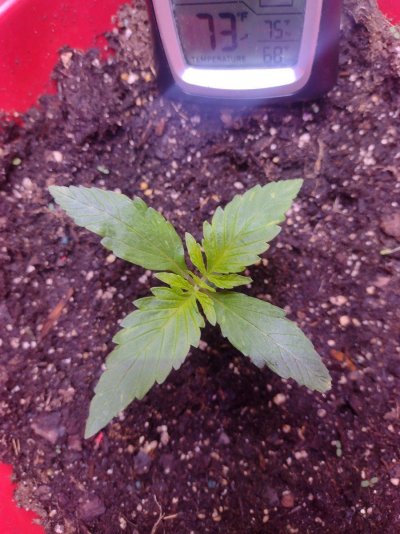 Seedlings! Show your babies!!! 😆