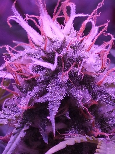 Let's See Your Frostiest Flowers