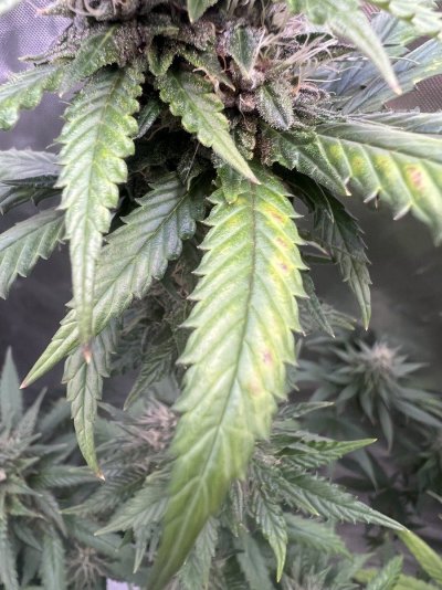 Purple spots and yellowing during week 5 flower