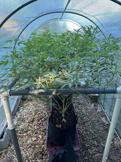 my-girls-are-already-touching-the-roof-of-my-greenhouse.jpeg