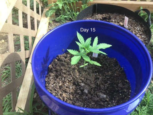 1st-outdoor-grow-how-am-i-doing-4.jpeg