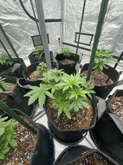 howdy-d-first-solo-grow-2.jpeg