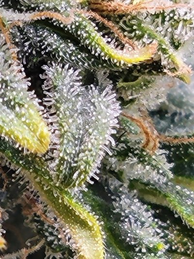 First time grower almost harvest time