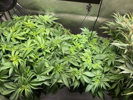 Has anyone used GH floral nectar hydro? PH and EC swings