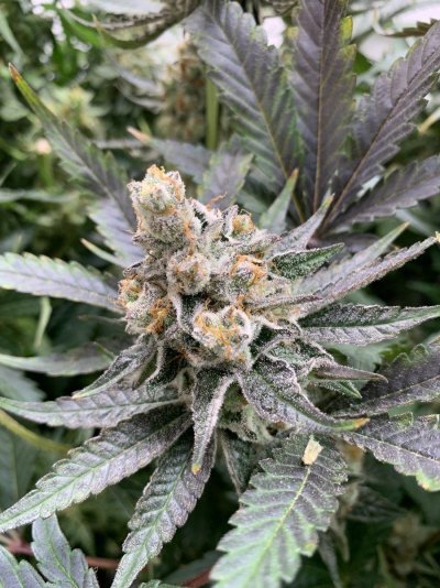 Has anyone used GH floral nectar hydro? PH and EC swings