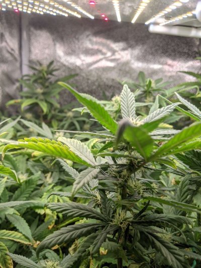 My gal is in ther 3rd week of flowering... yellow leaves, leaves falling down etc.