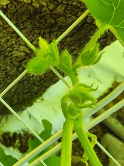Mikedin’s garden center, Let’s grow!