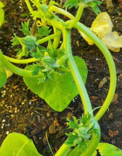 Mikedin’s garden center, Let’s grow!