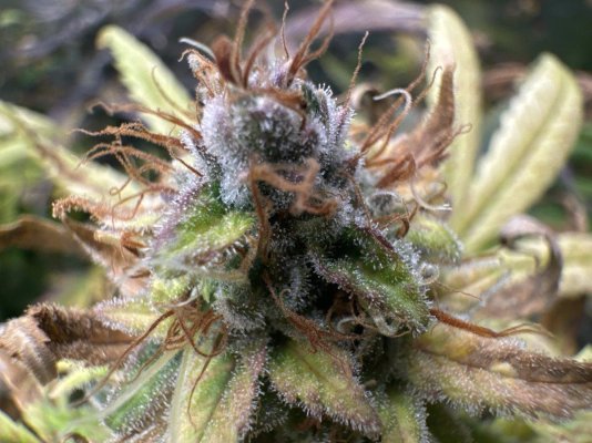 Lots of amber 2 weeks before breeders recommended flower