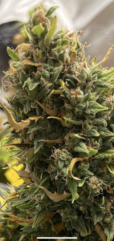Flying High w . Hawk - 2024 Grow Journal