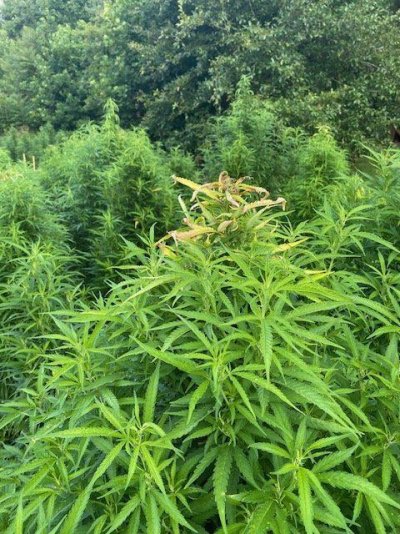 Plants dying at top of plant? Does anybody have any idea?