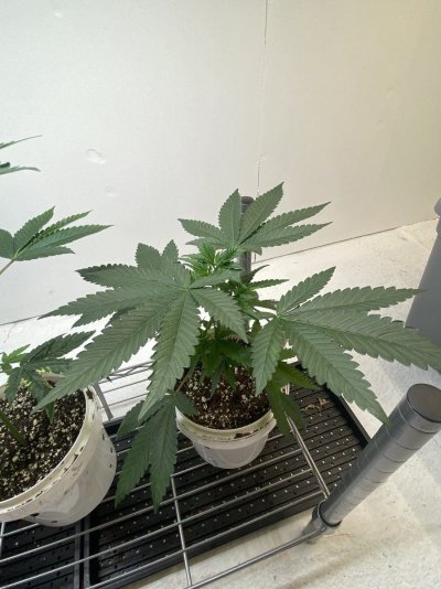IMG_7026.jpeg