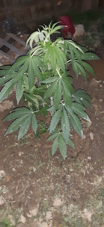 growing-skunk-hero-for-the-first-timeproblems-issues-pop-up-4.jpg