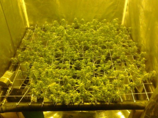 SCROG UPDATED 9-13-11 001.jpg