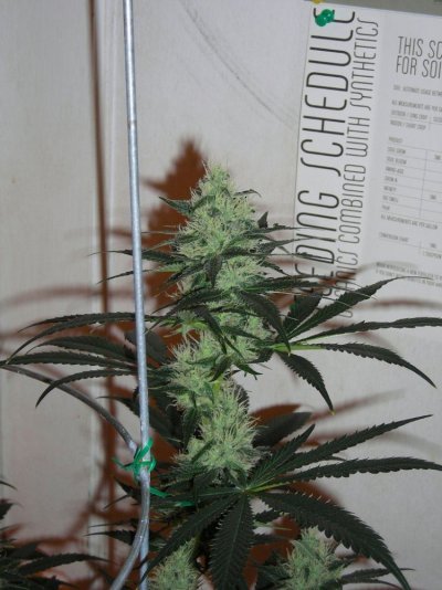 proppin-floppys-3.jpg