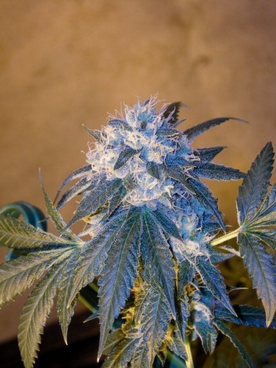 proppin-floppys-5.jpg