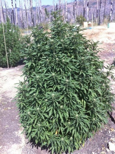Butte County Outdoor '11