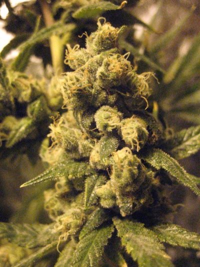 Ooo That Smell! Train Wreck x (Cheese x AWW) Test.