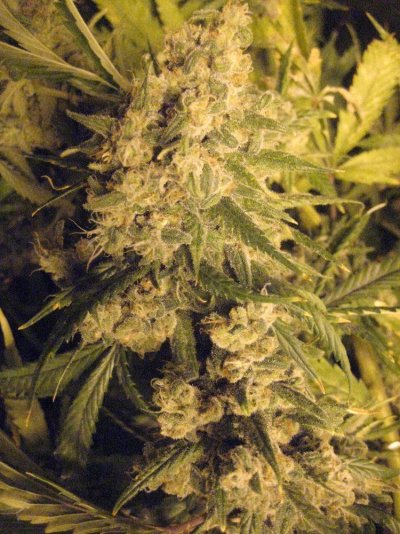 Ooo That Smell! Train Wreck x (Cheese x AWW) Test.