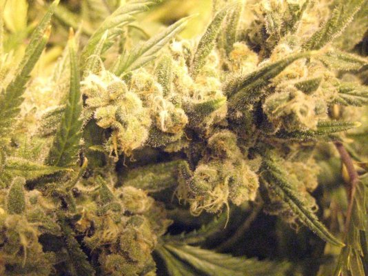 Ooo That Smell! Train Wreck x (Cheese x AWW) Test.