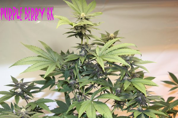 purple-berry-hydro-blast.jpg