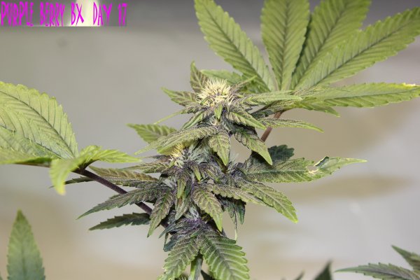 purple-berry-hydro-blast-6.jpg