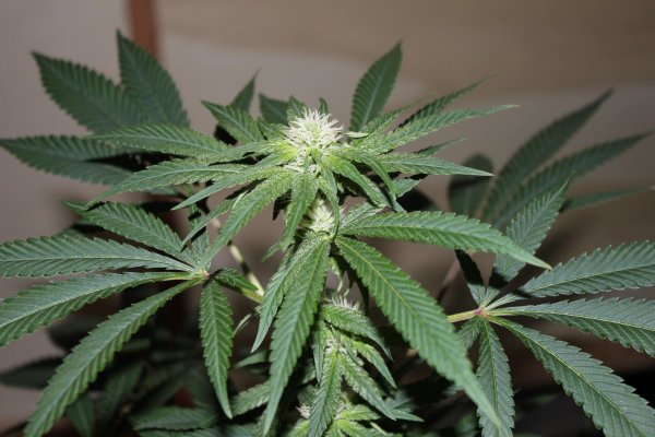 jazzberry-jam7-day-18.jpg