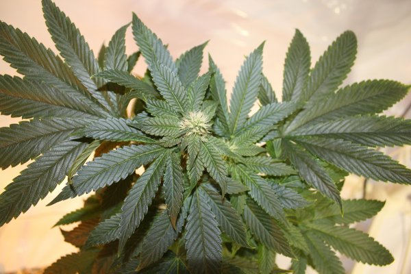 og fire x alien 1 day 18.JPG