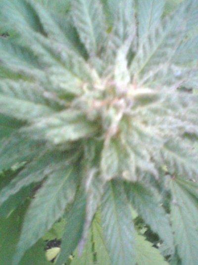 Outdoor Plants, Bloom 7wks - 9-18-11 004.jpg