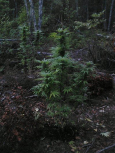Outdoor Plants, Bloom 7wks - 9-18-11 010.jpg