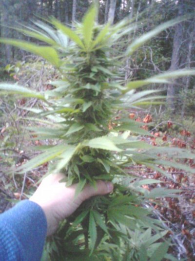 Outdoor Plants, Bloom 7wks - 9-18-11 016.jpg