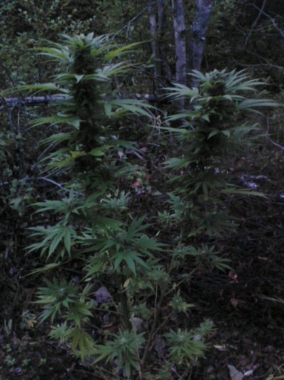 Outdoor Plants, Bloom 7wks - 9-18-11 017.jpg