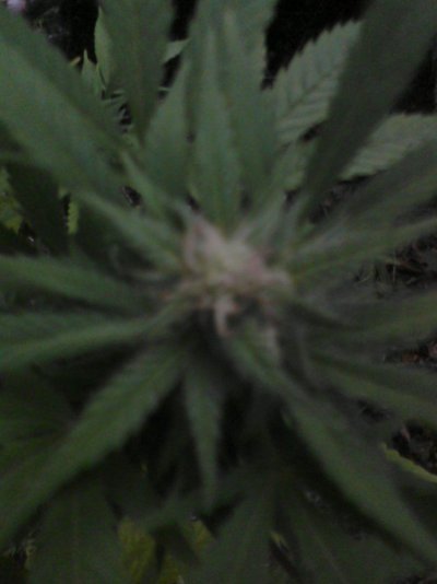 Outdoor Plants, Bloom 7wks - 9-18-11 026.jpg