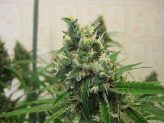 Hortilab "SourAmnesia" Paulycali "Rumble in the Jungle"