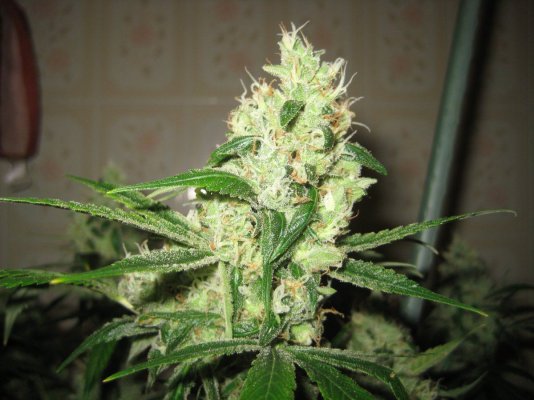 Hortilab "SourAmnesia" Paulycali "Rumble in the Jungle"